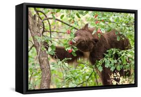 Juvenile Black Bear Eating Fruit in Missoula, Montana-James White-Framed Stretched Canvas