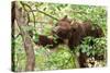 Juvenile Black Bear Eating Fruit in Missoula, Montana-James White-Stretched Canvas