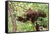 Juvenile Black Bear Eating Fruit in Missoula, Montana-James White-Framed Stretched Canvas