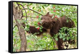 Juvenile Black Bear Eating Fruit in Missoula, Montana-James White-Framed Stretched Canvas