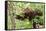 Juvenile Black Bear Eating Fruit in Missoula, Montana-James White-Framed Stretched Canvas