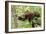 Juvenile Black Bear Eating Fruit in Missoula, Montana-James White-Framed Photographic Print