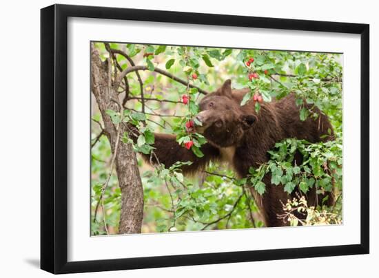 Juvenile Black Bear Eating Fruit in Missoula, Montana-James White-Framed Photographic Print