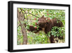 Juvenile Black Bear Eating Fruit in Missoula, Montana-James White-Framed Photographic Print