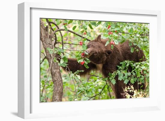 Juvenile Black Bear Eating Fruit in Missoula, Montana-James White-Framed Photographic Print