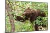 Juvenile Black Bear Eating Fruit in Missoula, Montana-James White-Mounted Photographic Print
