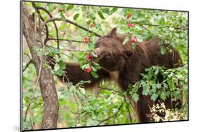 Juvenile Black Bear Eating Fruit in Missoula, Montana-James White-Mounted Photographic Print