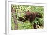 Juvenile Black Bear Eating Fruit in Missoula, Montana-James White-Framed Photographic Print