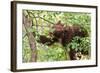 Juvenile Black Bear Eating Fruit in Missoula, Montana-James White-Framed Photographic Print