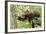 Juvenile Black Bear Eating Fruit in Missoula, Montana-James White-Framed Photographic Print