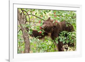 Juvenile Black Bear Eating Fruit in Missoula, Montana-James White-Framed Photographic Print