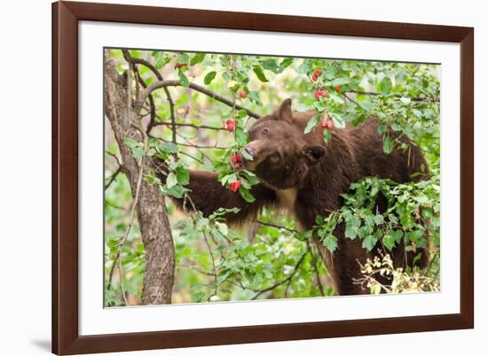 Juvenile Black Bear Eating Fruit in Missoula, Montana-James White-Framed Photographic Print