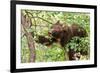 Juvenile Black Bear Eating Fruit in Missoula, Montana-James White-Framed Photographic Print