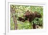 Juvenile Black Bear Eating Fruit in Missoula, Montana-James White-Framed Photographic Print