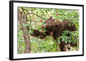 Juvenile Black Bear Eating Fruit in Missoula, Montana-James White-Framed Photographic Print