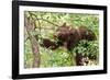 Juvenile Black Bear Eating Fruit in Missoula, Montana-James White-Framed Photographic Print