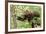 Juvenile Black Bear Eating Fruit in Missoula, Montana-James White-Framed Photographic Print