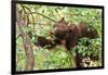 Juvenile Black Bear Eating Fruit in Missoula, Montana-James White-Framed Photographic Print