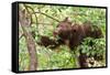 Juvenile Black Bear Eating Fruit in Missoula, Montana-James White-Framed Stretched Canvas