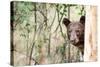 Juvenile Black Bear Portrait, Missoula, Montana-James White-Stretched Canvas