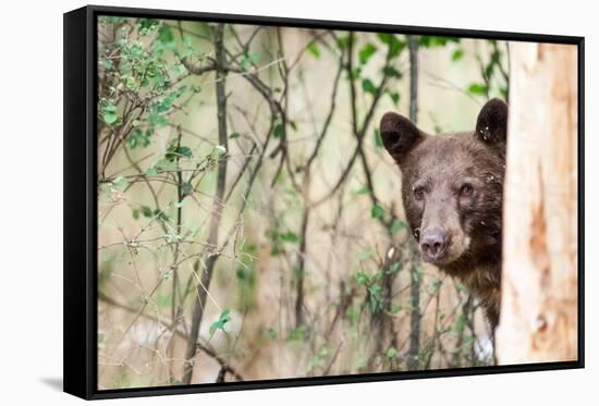 Juvenile Black Bear Portrait, Missoula, Montana-James White-Framed Stretched Canvas