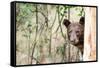 Juvenile Black Bear Portrait, Missoula, Montana-James White-Framed Stretched Canvas