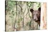 Juvenile Black Bear Portrait, Missoula, Montana-James White-Stretched Canvas