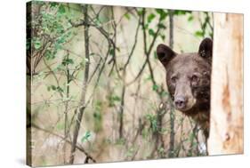 Juvenile Black Bear Portrait, Missoula, Montana-James White-Stretched Canvas