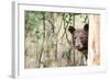 Juvenile Black Bear Portrait, Missoula, Montana-James White-Framed Photographic Print