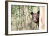 Juvenile Black Bear Portrait, Missoula, Montana-James White-Framed Photographic Print