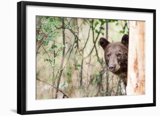 Juvenile Black Bear Portrait, Missoula, Montana-James White-Framed Photographic Print