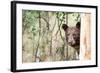 Juvenile Black Bear Portrait, Missoula, Montana-James White-Framed Photographic Print