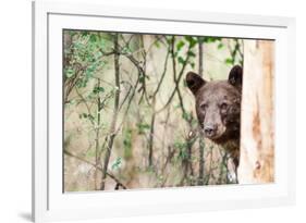 Juvenile Black Bear Portrait, Missoula, Montana-James White-Framed Photographic Print