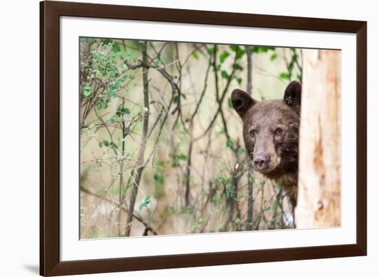 Juvenile Black Bear Portrait, Missoula, Montana-James White-Framed Photographic Print