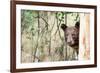 Juvenile Black Bear Portrait, Missoula, Montana-James White-Framed Photographic Print