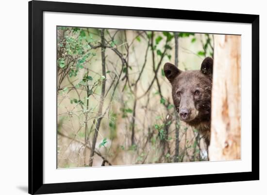 Juvenile Black Bear Portrait, Missoula, Montana-James White-Framed Photographic Print