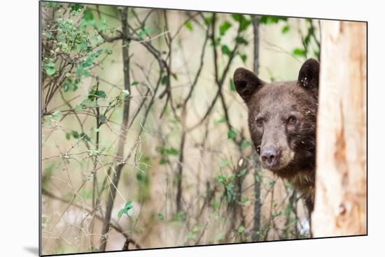 Juvenile Black Bear Portrait, Missoula, Montana-James White-Mounted Photographic Print