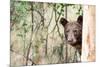 Juvenile Black Bear Portrait, Missoula, Montana-James White-Mounted Photographic Print