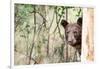 Juvenile Black Bear Portrait, Missoula, Montana-James White-Framed Photographic Print