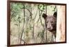 Juvenile Black Bear Portrait, Missoula, Montana-James White-Framed Photographic Print