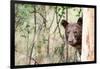 Juvenile Black Bear Portrait, Missoula, Montana-James White-Framed Photographic Print