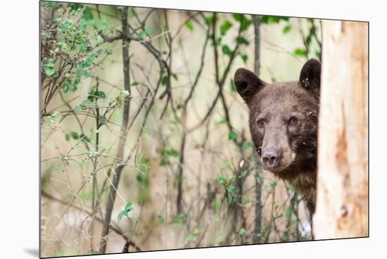 Juvenile Black Bear Portrait, Missoula, Montana-James White-Mounted Premium Photographic Print