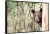 Juvenile Black Bear Portrait, Missoula, Montana-James White-Framed Stretched Canvas