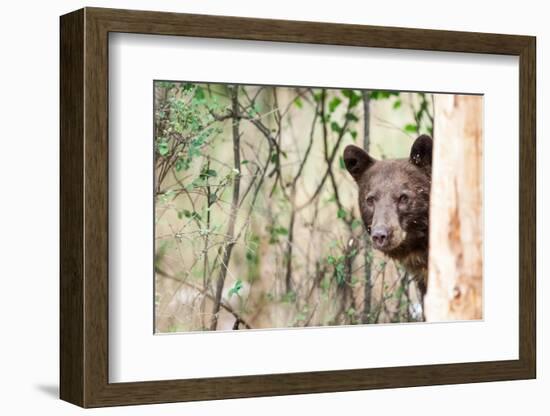 Juvenile Black Bear Portrait, Missoula, Montana-James White-Framed Photographic Print