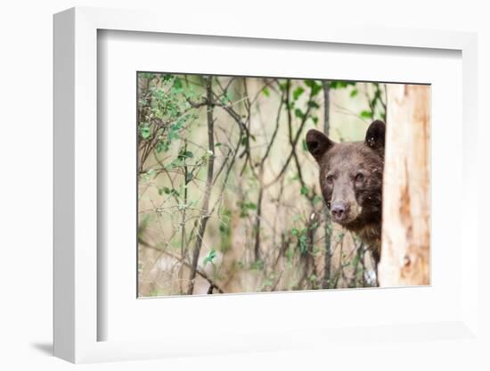 Juvenile Black Bear Portrait, Missoula, Montana-James White-Framed Photographic Print