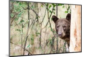 Juvenile Black Bear Portrait, Missoula, Montana-James White-Mounted Photographic Print