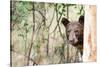 Juvenile Black Bear Portrait, Missoula, Montana-James White-Stretched Canvas