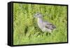 Juvenile Black-Crowned Night Heron-Hal Beral-Framed Stretched Canvas