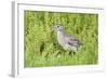 Juvenile Black-Crowned Night Heron-Hal Beral-Framed Photographic Print