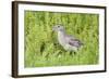 Juvenile Black-Crowned Night Heron-Hal Beral-Framed Photographic Print